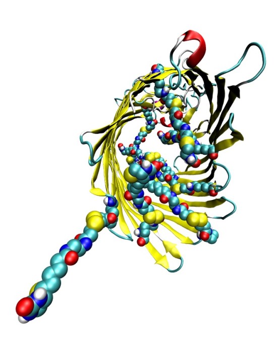 Biotin_noCalcetin.pov
