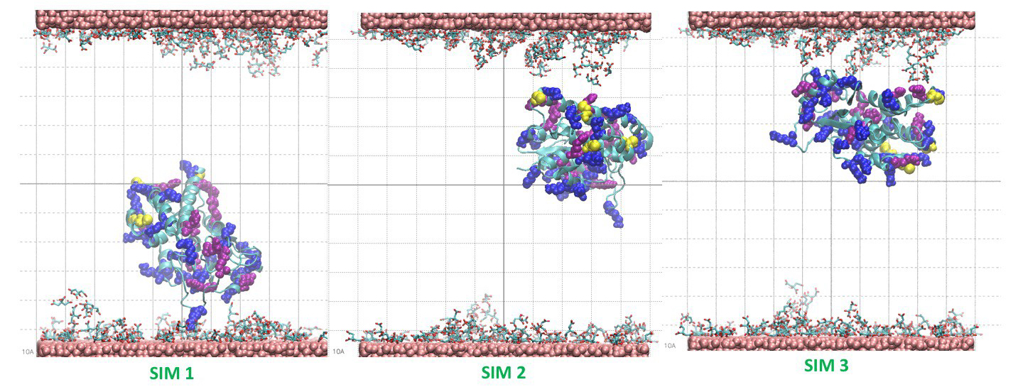 proteinlayerbinding20ns.jpg